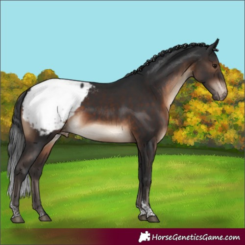 Horse Color:Brown Tobiano Appaloosa Rabicano 