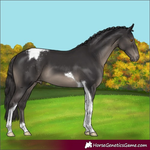 Horse Color:Smoky Black Tobiano Appaloosa 
