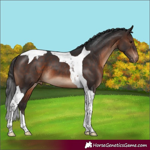 Horse Color:Brown Tobiano Appaloosa 