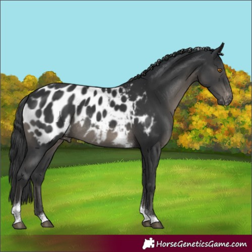 Horse Color:Black Tobiano Appaloosa Rabicano 