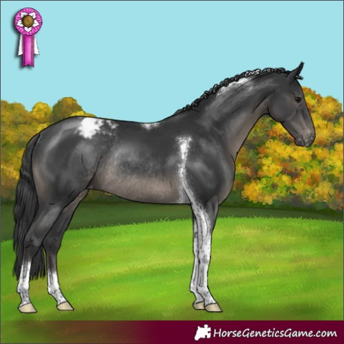 Horse Color:Black Tobiano Appaloosa Rabicano