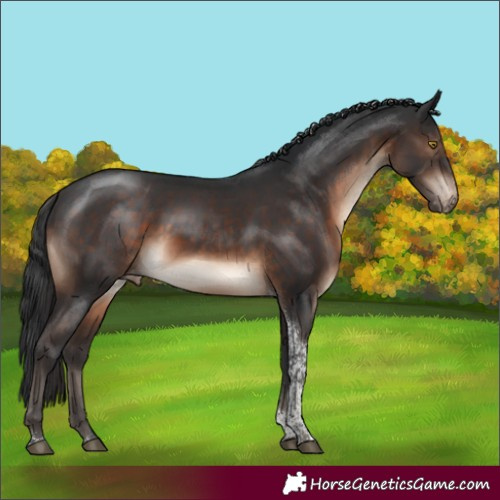 Horse Color:Brown Tobiano Appaloosa 