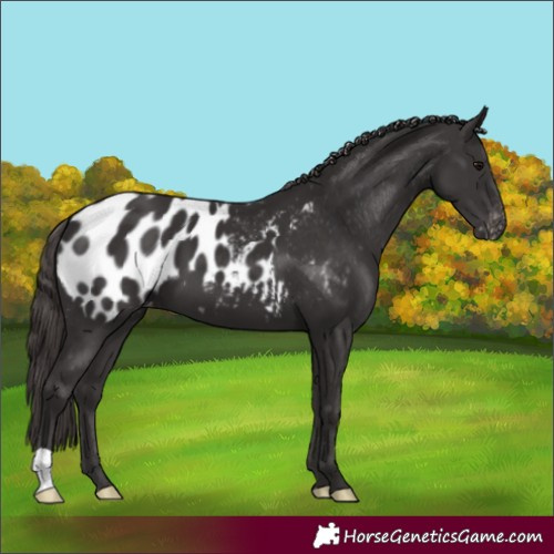 Horse Color:Smoky Black Appaloosa 