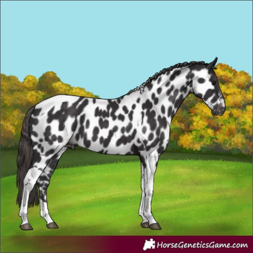 Horse Color:Smoky Black Tobiano Appaloosa 