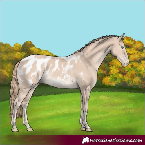 Horse Color:Smoky Creme Appaloosa Rabicano 