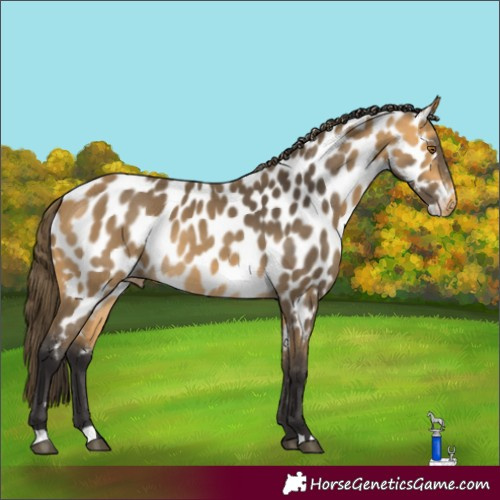 Horse Color:Buckskin Appaloosa