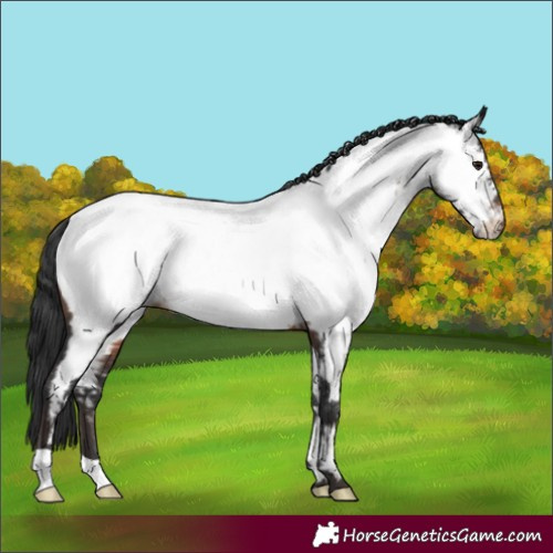 Horse Color:Brown Appaloosa Rabicano