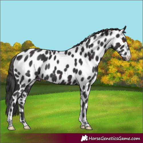 Horse Color:Smoky Black Tobiano Appaloosa Rabicano 