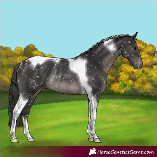 Horse Color:Smoky Black Tobiano Appaloosa Rabicano 