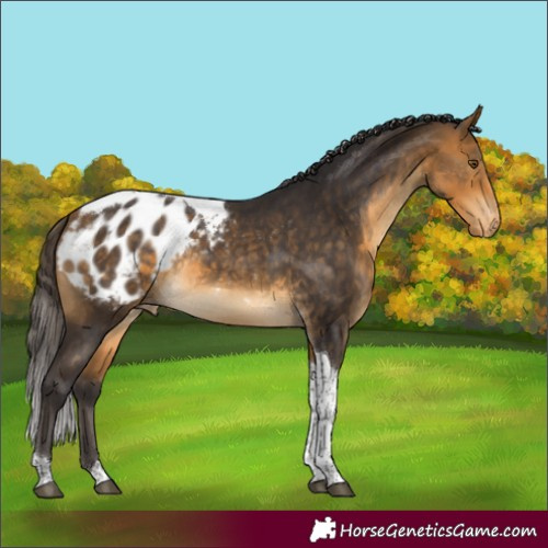 Horse Color:Buckskin Tobiano Appaloosa Rabicano