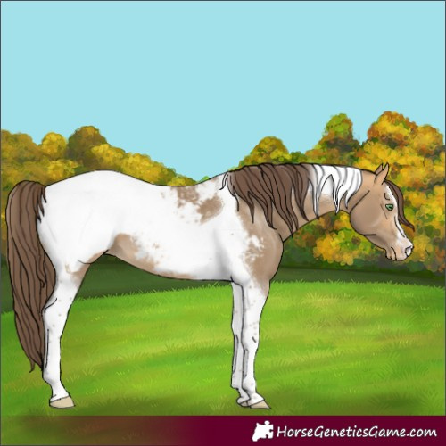Horse Color:Sable Cream Champagne Tobiano Appaloosa 