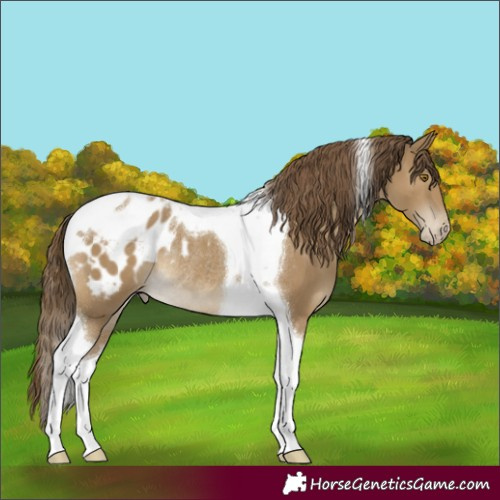 Horse Color:Classic Cream Champagne Tobiano Appaloosa Rabicano 