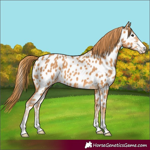 Horse Color:Chestnut Near Leopard 