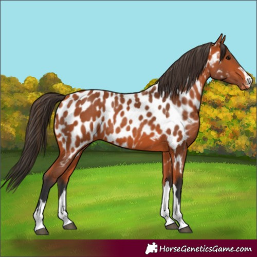 Horse Color:Bay Appaloosa 