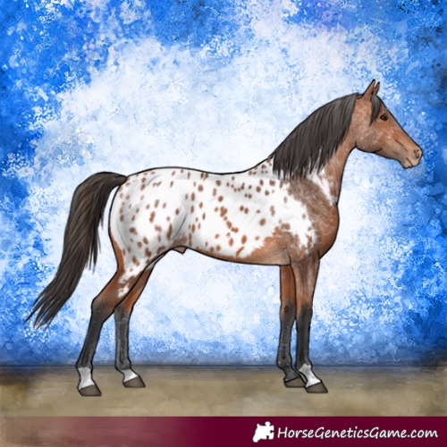 Horse Color:Bay Appaloosa 