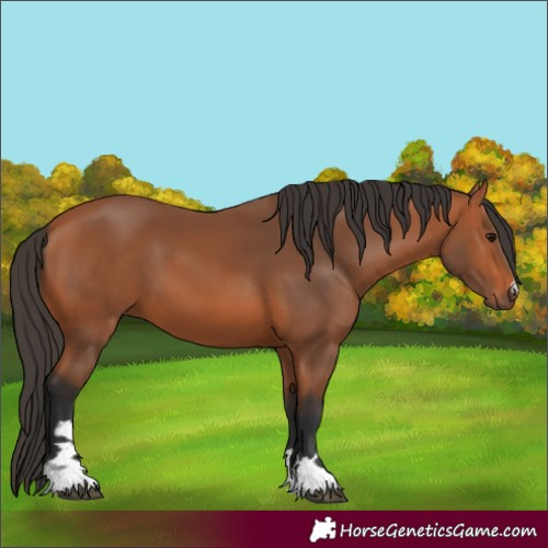 Horse Color:Bay 