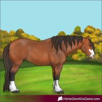 Horse Color:Bay 