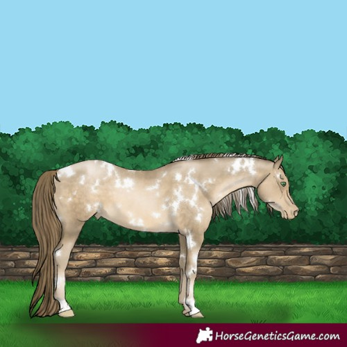 Horse Color:White Spotted Smoky Black Pearl 