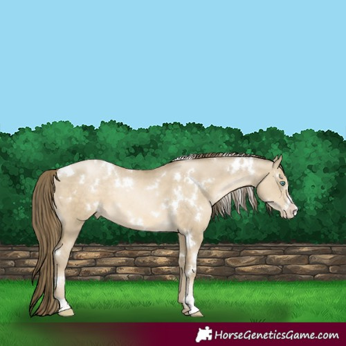 Horse Color:White Spotted Smoky Grullo Pearl Sabino 