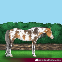 Horse Color:White Spotted Buckskin 