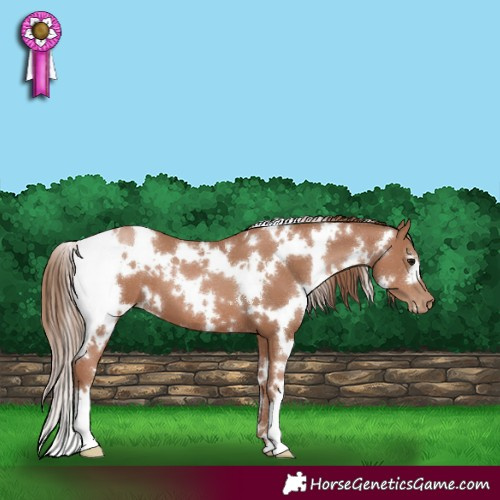 Horse Color:White Spotted Black Pearl 