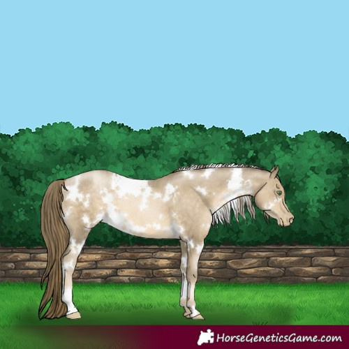 Horse Color:White Spotted Smoky Black Pearl 