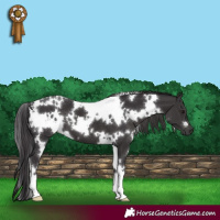 Horse Color:White Spotted Smoky Black