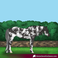 Horse Color:White Spotted Smoky Black 