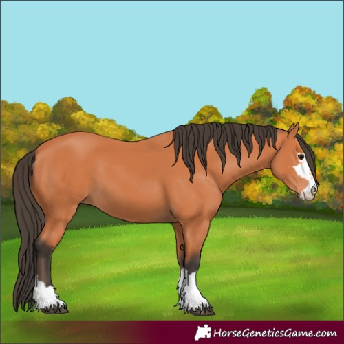 Horse Color:Bay 
