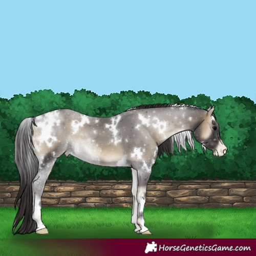 Horse Color:White Spotted Smoky Blue Onyx Appaloosa 