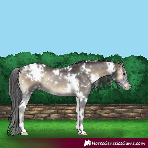 Horse Color:White Spotted Smoky Blue Onyx Rabicano 