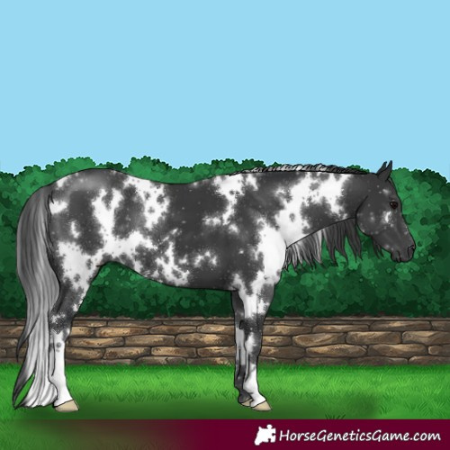 Horse Color:White Spotted Black 