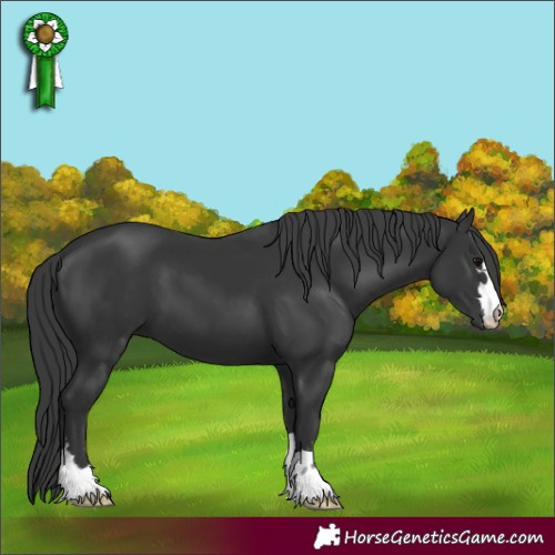 Horse Color:Black 