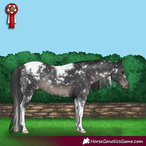 Horse Color:White Spotted Black Tobiano Appaloosa Rabicano 