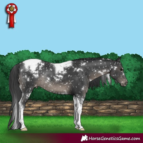 Horse Color:White Spotted Black Tobiano Appaloosa Rabicano 