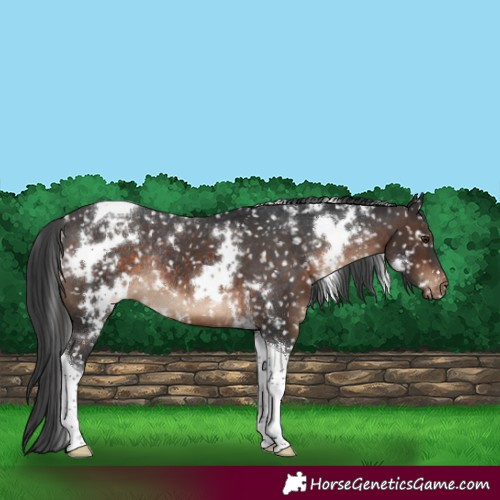Horse Color:White Spotted Brown Tobiano Snowflake VarnishRabicano 