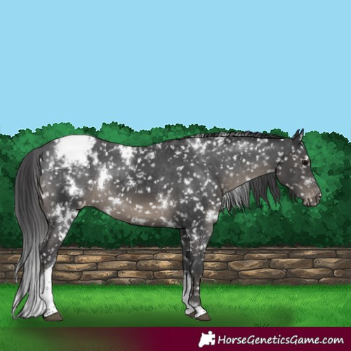 Horse Color:White Spotted Black Tobiano Snowflake VarnishRabicano 