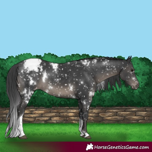 Horse Color:White Spotted Black Tobiano Appaloosa Rabicano 