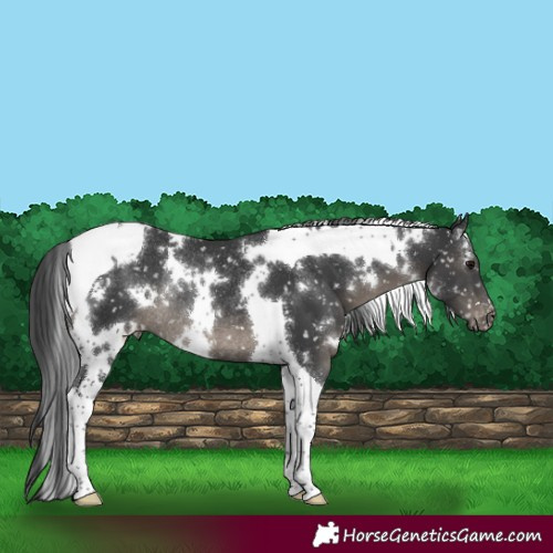 Horse Color:White Spotted Black Tobiano Appaloosa Rabicano 