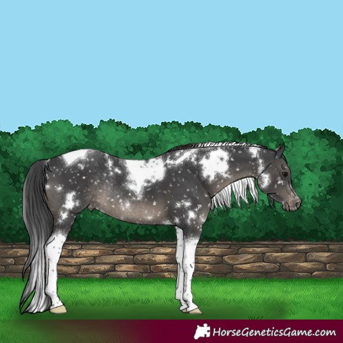 Horse Color:White Spotted Black Tobiano Appaloosa Rabicano 