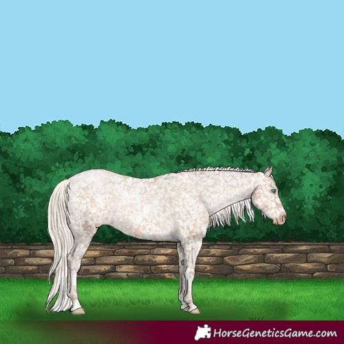Horse Color:White Spotted Chocolate Palomino Pearl Snowflake Varnish