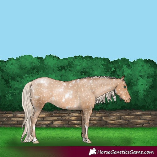 Horse Color:White Spotted Chocolate Palomino Pearl Appaloosa