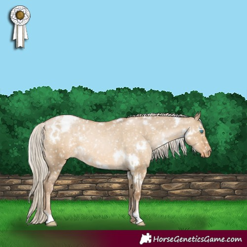 Horse Color:White Spotted Chocolate Palomino Pearl Dun Appaloosa