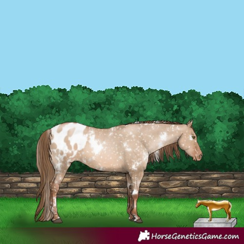Horse Color:White Spotted Liver Red Dun Pearl Appaloosa 