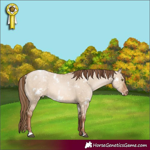 Horse Color:White Spotted Liver Red Dun Pearl Appaloosa 
