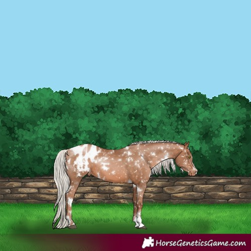 Horse Color:White Spotted Silver Brown Pearl Appaloosa 