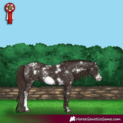 Horse Color:White Spotted Liver Chestnut Sabino Frame Appaloosa Rabicano 