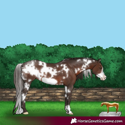 Horse Color:White Spotted Liver Chestnut Frame Rabicano