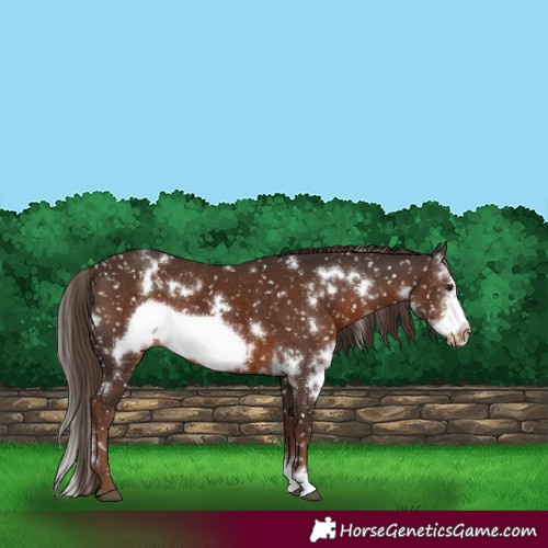 Horse Color:White Spotted Liver Chestnut Sabino Frame Appaloosa 