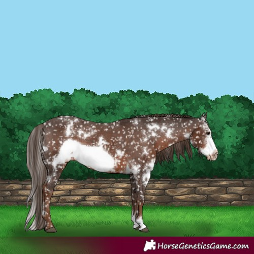 Horse Color:White Spotted Liver Chestnut Sabino Frame Snowflake Varnish 